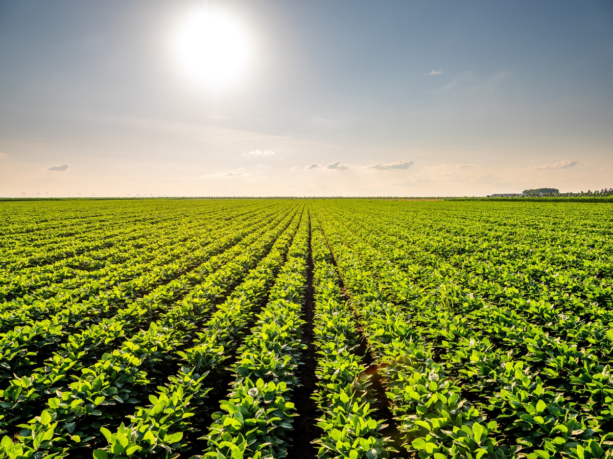 Green ripening soybean field.
